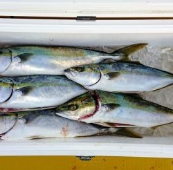 火遠理丸(ほおりまる) 釣果