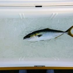 火遠理丸(ほおりまる) 釣果