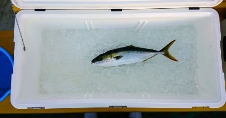 火遠理丸(ほおりまる) 釣果