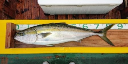 火遠理丸(ほおりまる) 釣果