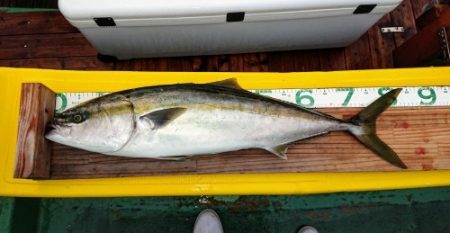 火遠理丸(ほおりまる) 釣果