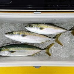 火遠理丸(ほおりまる) 釣果