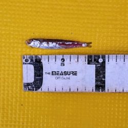 火遠理丸(ほおりまる) 釣果