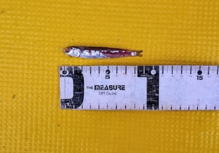 火遠理丸(ほおりまる) 釣果