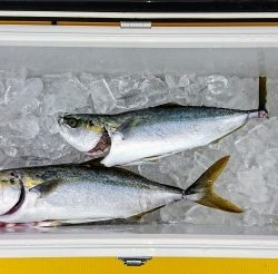 火遠理丸（ほおりまる） 釣果