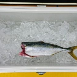 火遠理丸（ほおりまる） 釣果