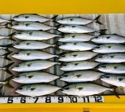 火遠理丸（ほおりまる） 釣果