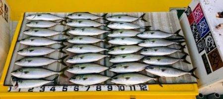 火遠理丸（ほおりまる） 釣果