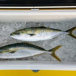 火遠理丸（ほおりまる） 釣果