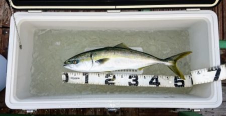 火遠理丸（ほおりまる） 釣果