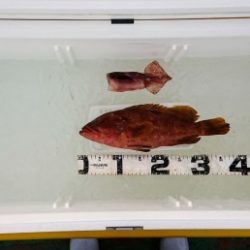 火遠理丸（ほおりまる） 釣果