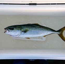 火遠理丸（ほおりまる） 釣果