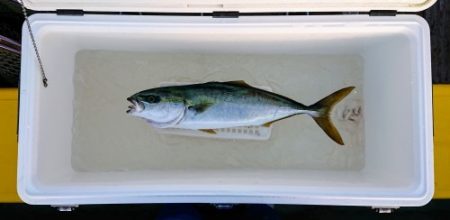 火遠理丸（ほおりまる） 釣果