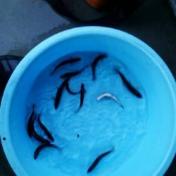 狩野川(狩野川漁業協同組合) 釣果