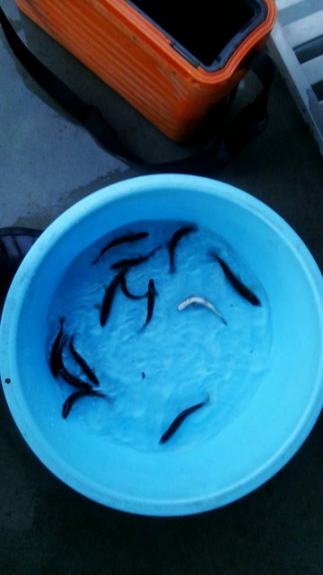 狩野川(狩野川漁業協同組合) 釣果