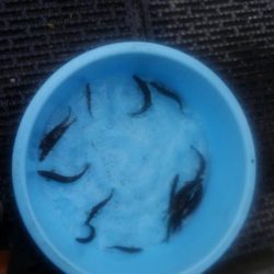 狩野川(狩野川漁業協同組合) 釣果