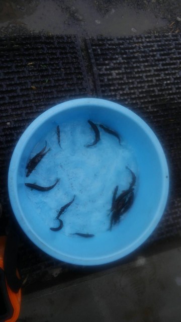 狩野川（狩野川漁業協同組合） 釣果