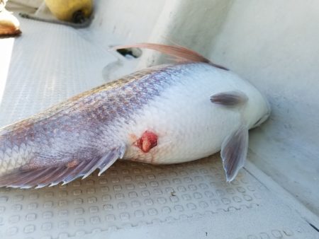 遊漁船　ニライカナイ 釣果