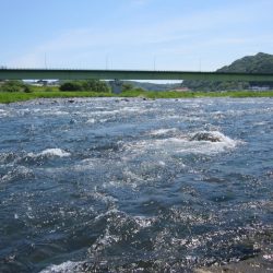 狩野川(狩野川漁業協同組合) 釣果