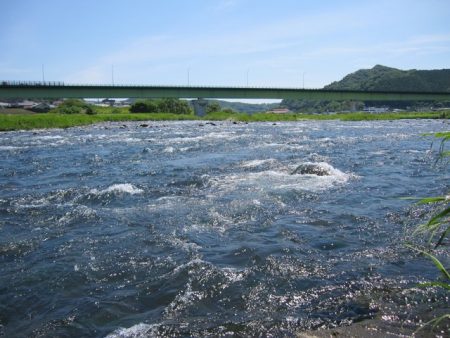 狩野川（狩野川漁業協同組合） 釣果