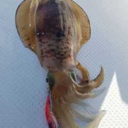 Magic（マジック） 釣果