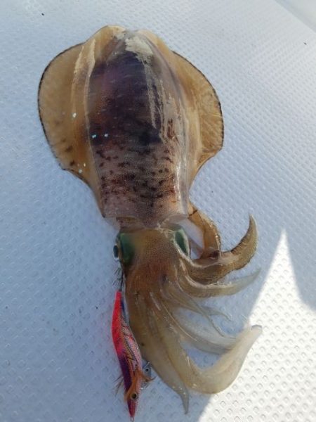 Magic（マジック） 釣果