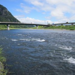狩野川（狩野川漁業協同組合） 釣果