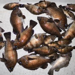 TOPGUN名古屋 釣果