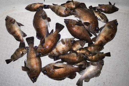 TOPGUN名古屋 釣果