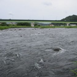 狩野川(狩野川漁業協同組合) 釣果