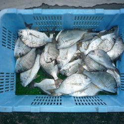 海山フィッシングセンター 釣果