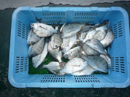 海山フィッシングセンター 釣果