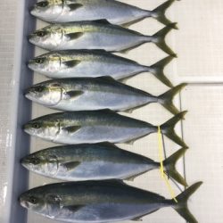 剣 釣果