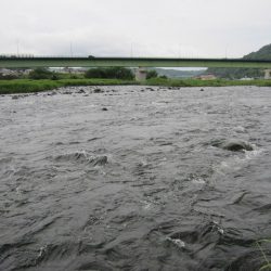 狩野川(狩野川漁業協同組合) 釣果