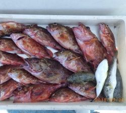 石川丸 釣果