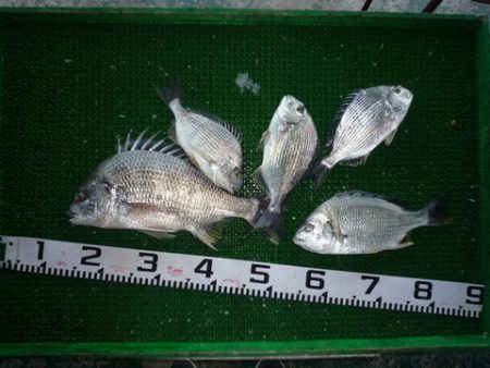 海山フィッシングセンター 釣果