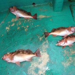 第二むつ漁丸 釣果