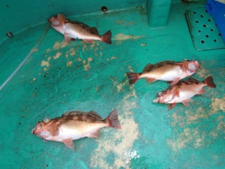 第二むつ漁丸 釣果