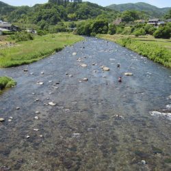 狩野川(狩野川漁業協同組合) 釣果