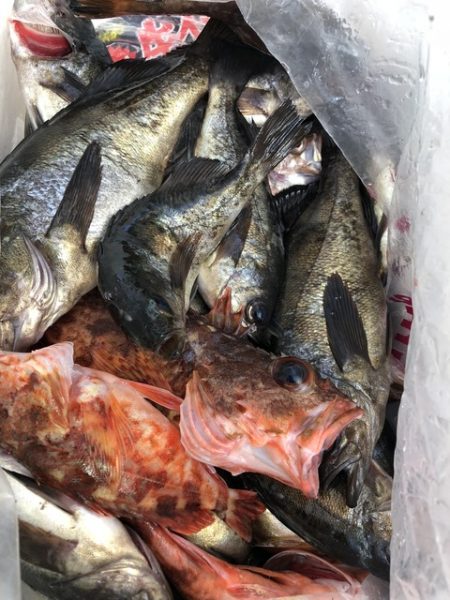 第二辰丸 釣果
