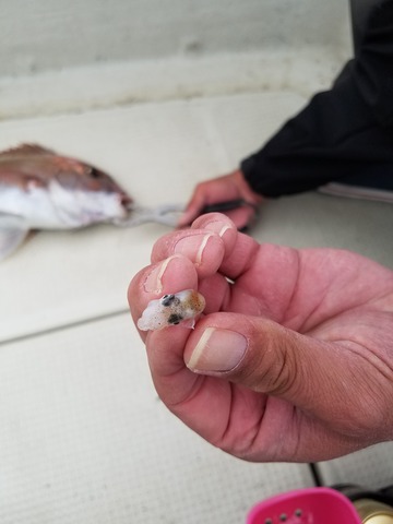 遊漁船　ニライカナイ 釣果