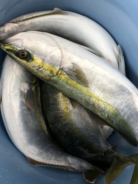 第二辰丸 釣果