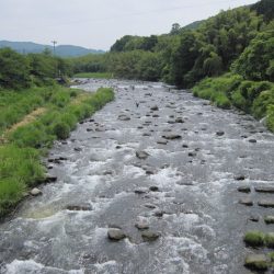 狩野川(狩野川漁業協同組合) 釣果