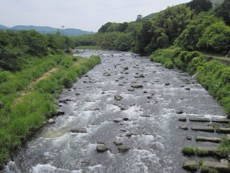狩野川(狩野川漁業協同組合) 釣果