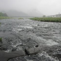 狩野川（狩野川漁業協同組合） 釣果