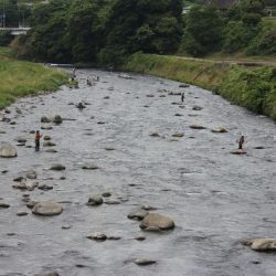 狩野川(狩野川漁業協同組合) 釣果