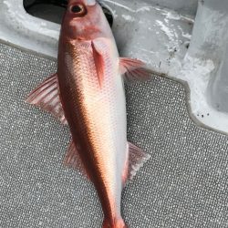 へいみつ丸 釣果