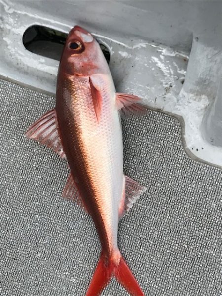へいみつ丸 釣果
