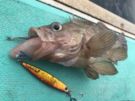 広進丸 釣果