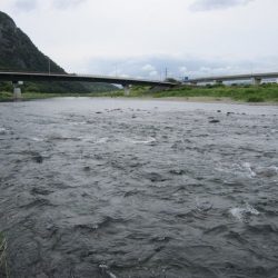 狩野川(狩野川漁業協同組合) 釣果